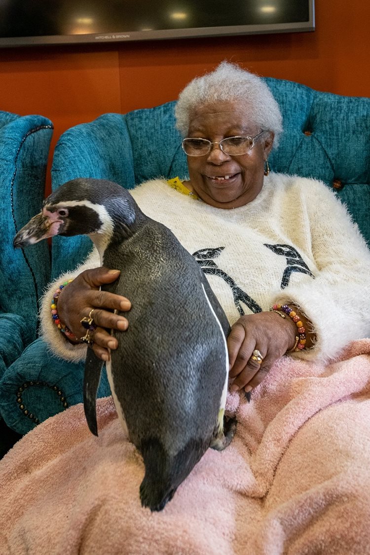 Friendly penguin duo slides into Banbury care home for a flapping good time